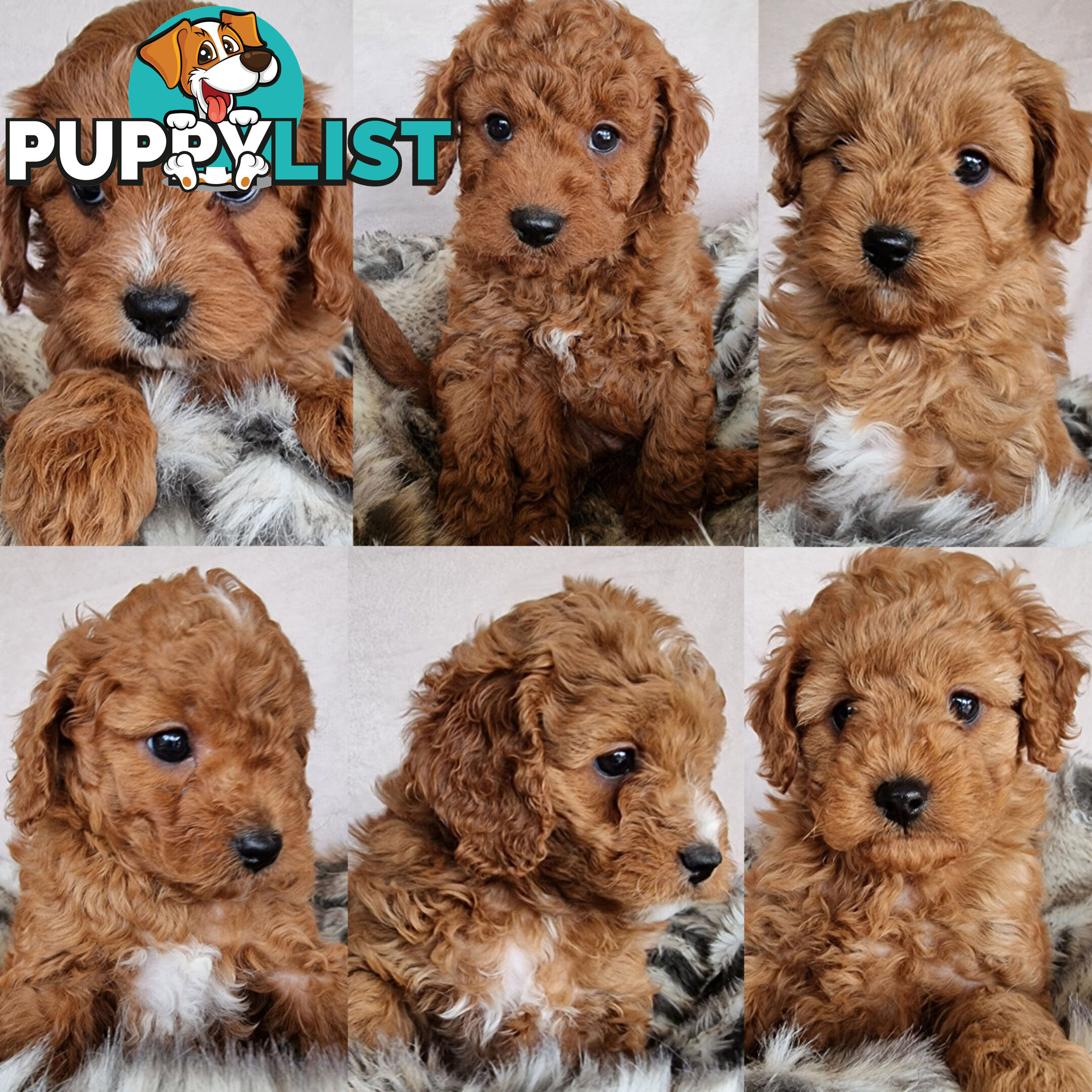 Stud Dog Service - Toy Poodle Stud Dog, Red Male, Proven Litters