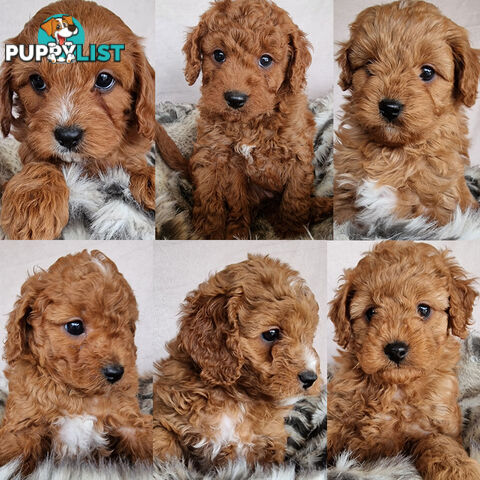 Stud Dog Service - Toy Poodle Stud Dog, Red Male, Proven Litters