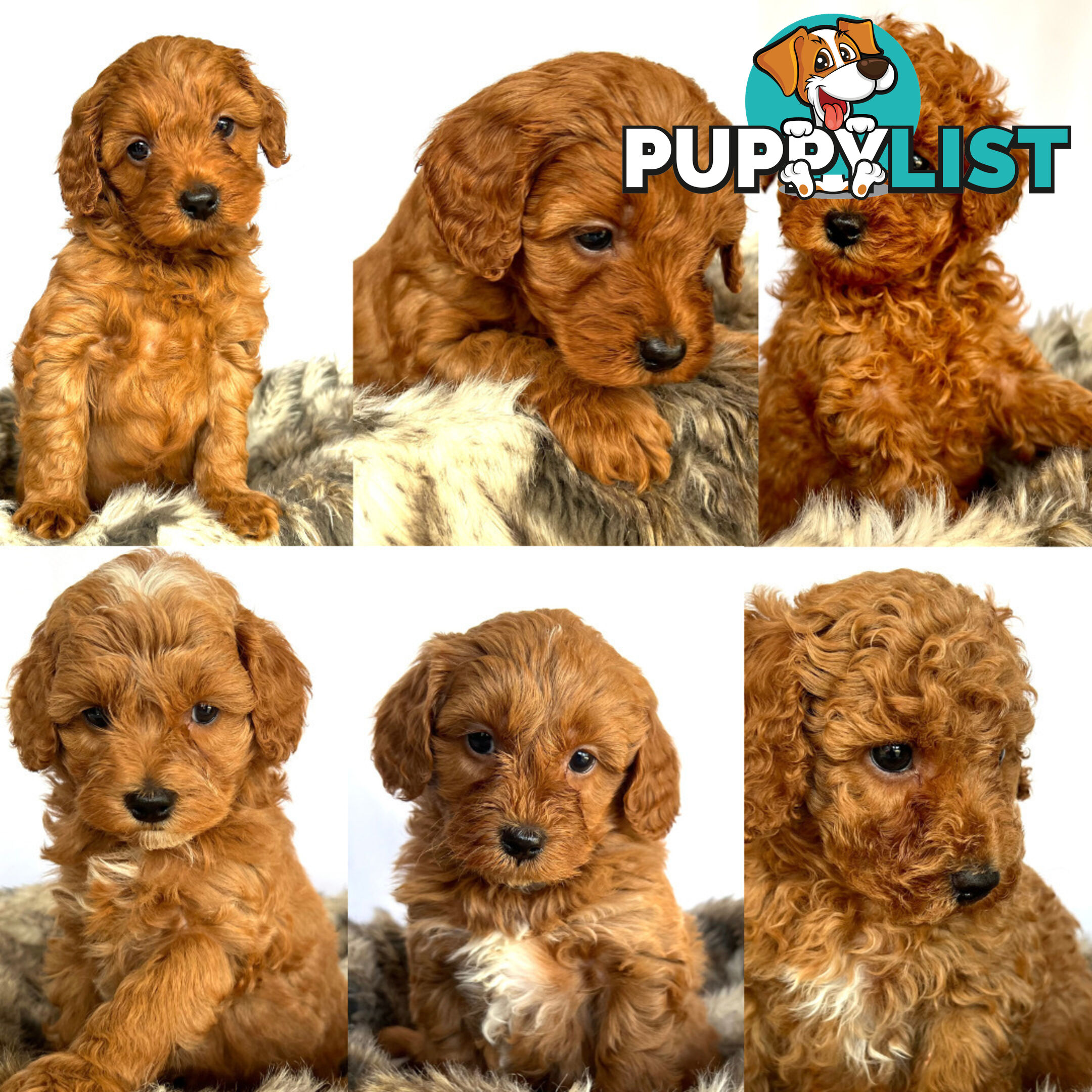 Stud Dog Service - Toy Poodle Stud Dog, Red Male, Proven Litters