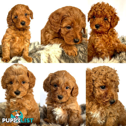 Stud Dog Service - Toy Poodle Stud Dog, Red Male, Proven Litters