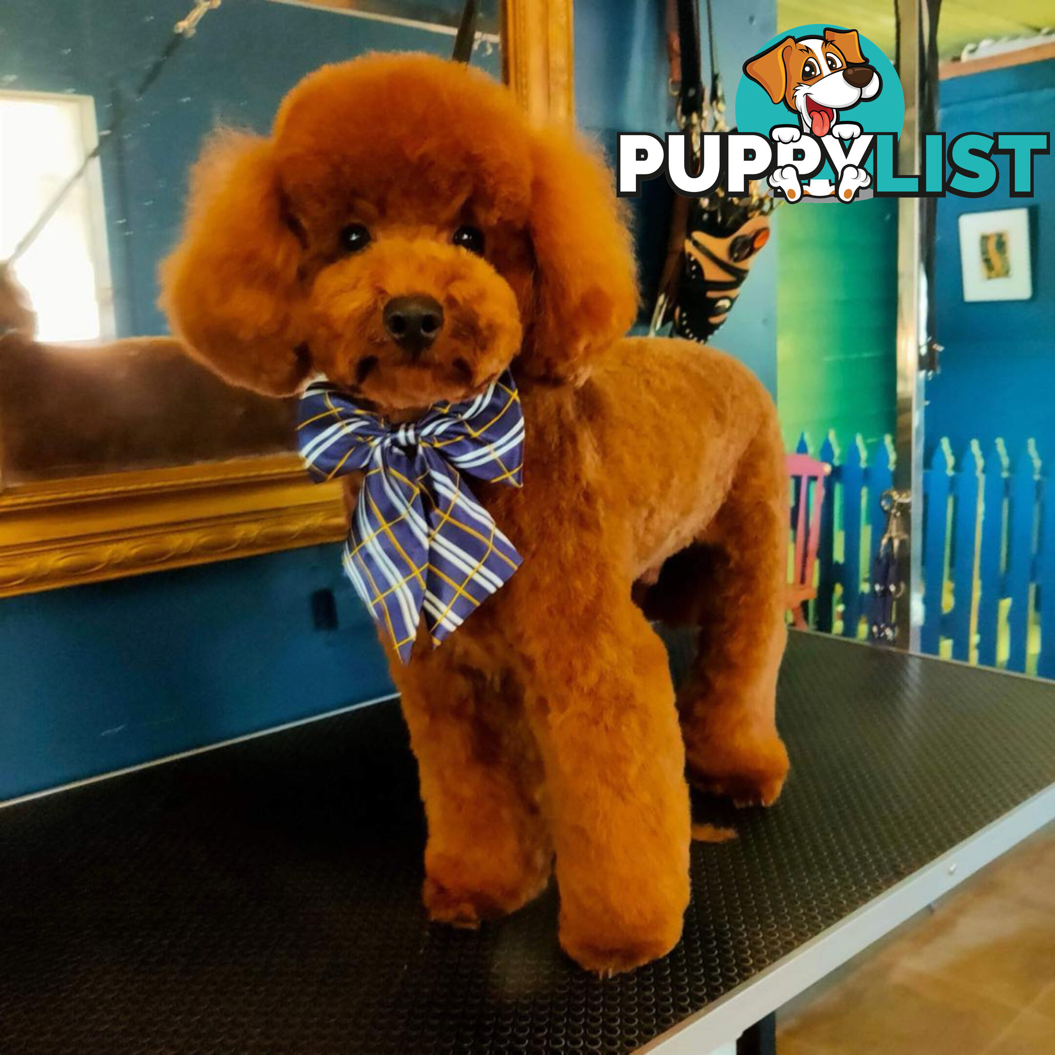 Stud Dog Service - Toy Poodle Stud Dog, Red Male, Proven Litters