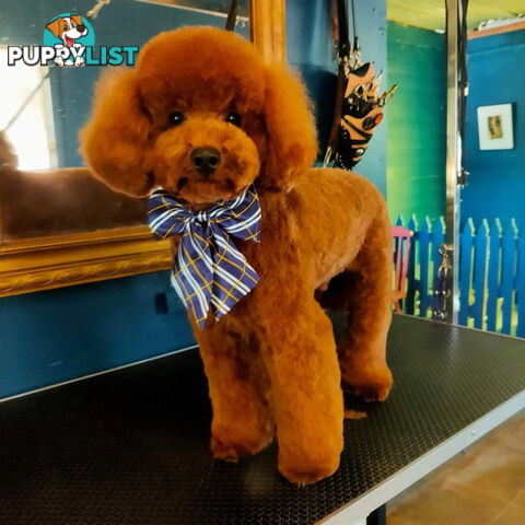 Stud Dog Service - Toy Poodle Stud Dog, Red Male, Proven Litters