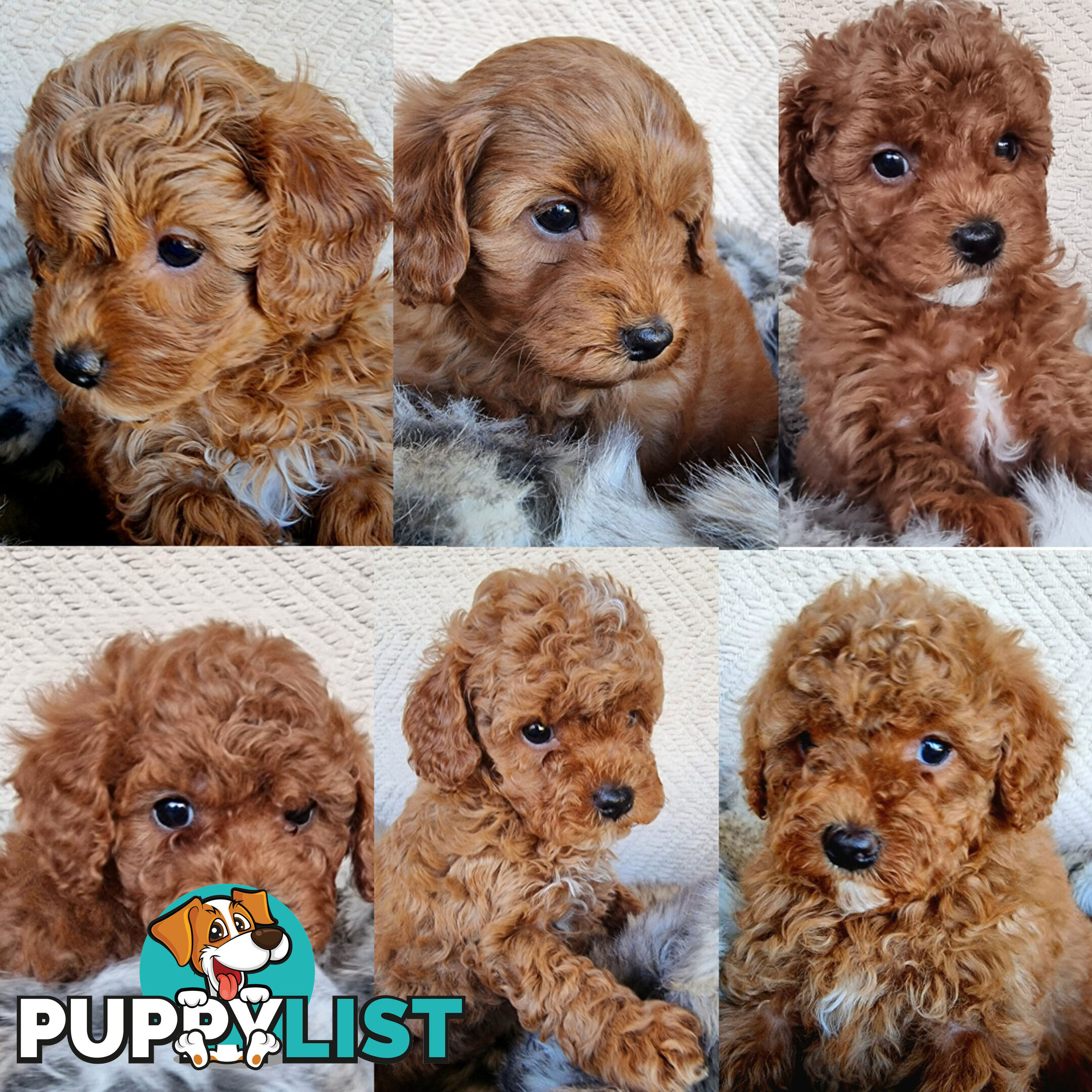 Stud Dog Service - Toy Poodle Stud Dog, Red Male, Proven Litters