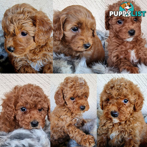 Stud Dog Service - Toy Poodle Stud Dog, Red Male, Proven Litters