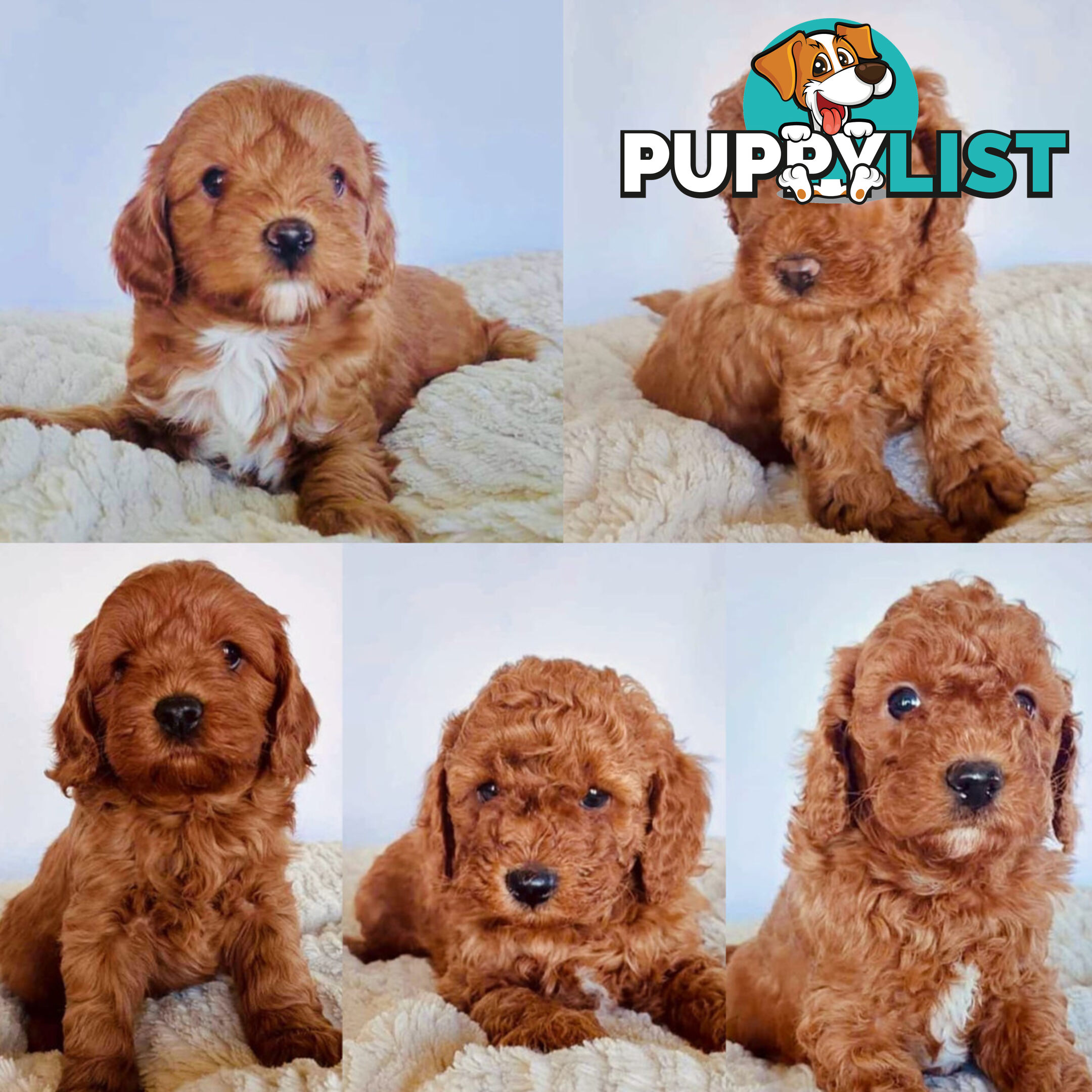 Stud Dog Service - Toy Poodle Stud Dog, Red Male, Proven Litters