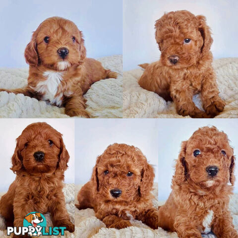 Stud Dog Service - Toy Poodle Stud Dog, Red Male, Proven Litters