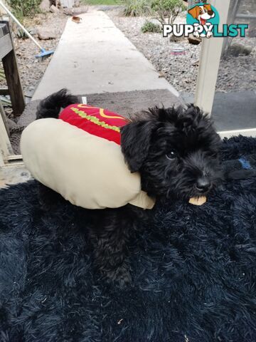 Schnoodle Puppies