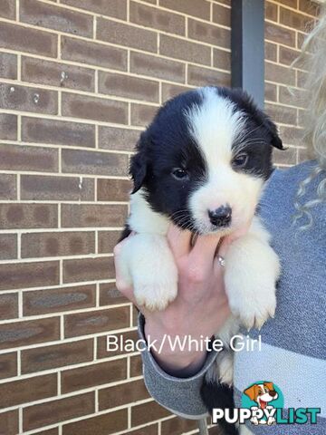 Border Collie x Aussie Shepherd Puppies