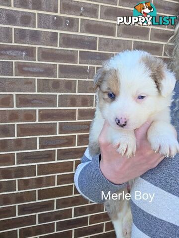Border Collie x Aussie Shepherd Puppies