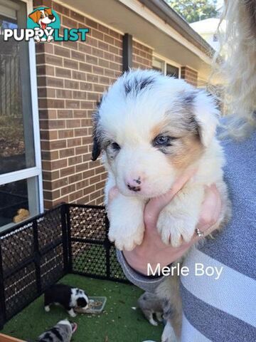 Border Collie x Aussie Shepherd Puppies