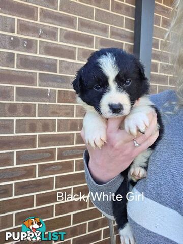 Border Collie x Aussie Shepherd Puppies