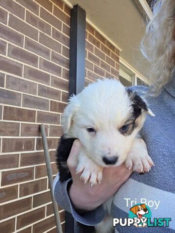 Border Collie x Aussie Shepherd Puppies