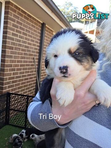 Border Collie x Aussie Shepherd Puppies