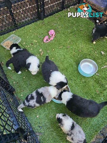 Border Collie x Aussie Shepherd Puppies