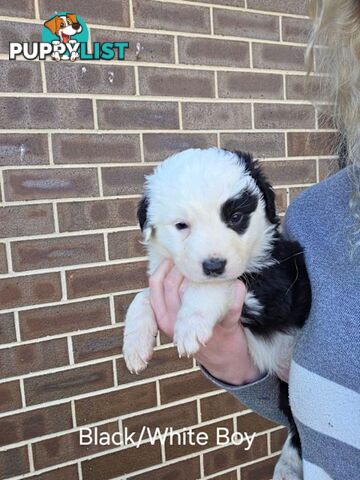 Border Collie x Aussie Shepherd Puppies