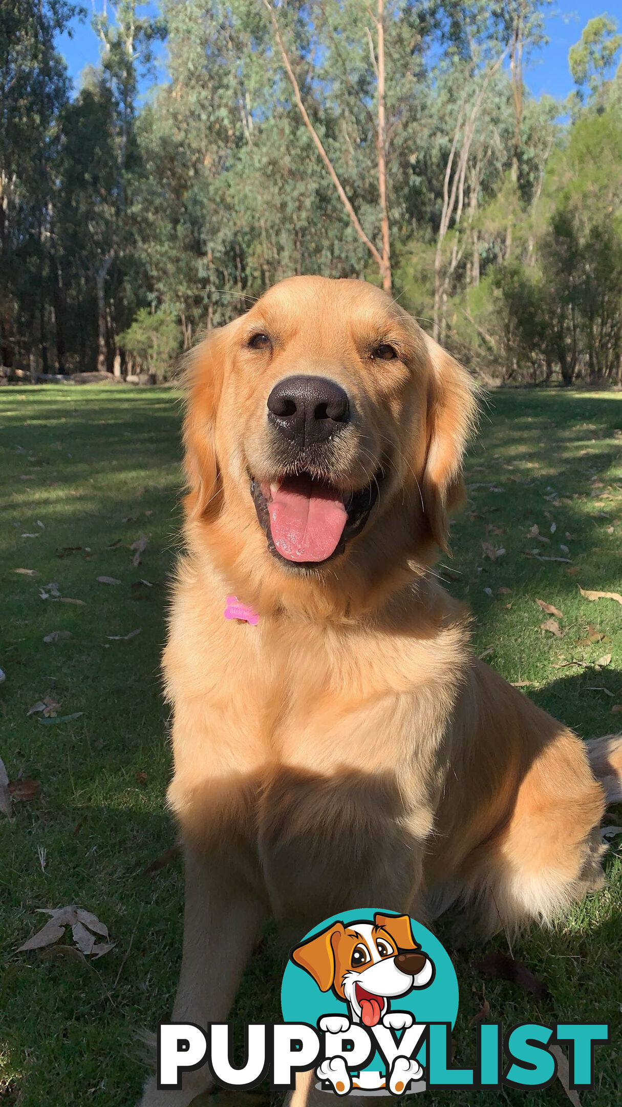 Golden Retriever Puppies