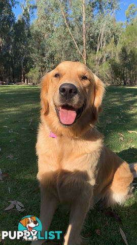 Golden Retriever Puppies