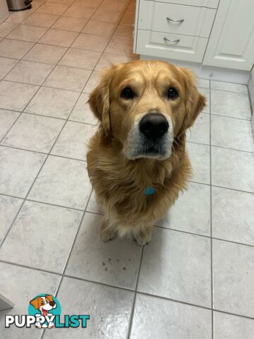 Golden Retriever Puppies