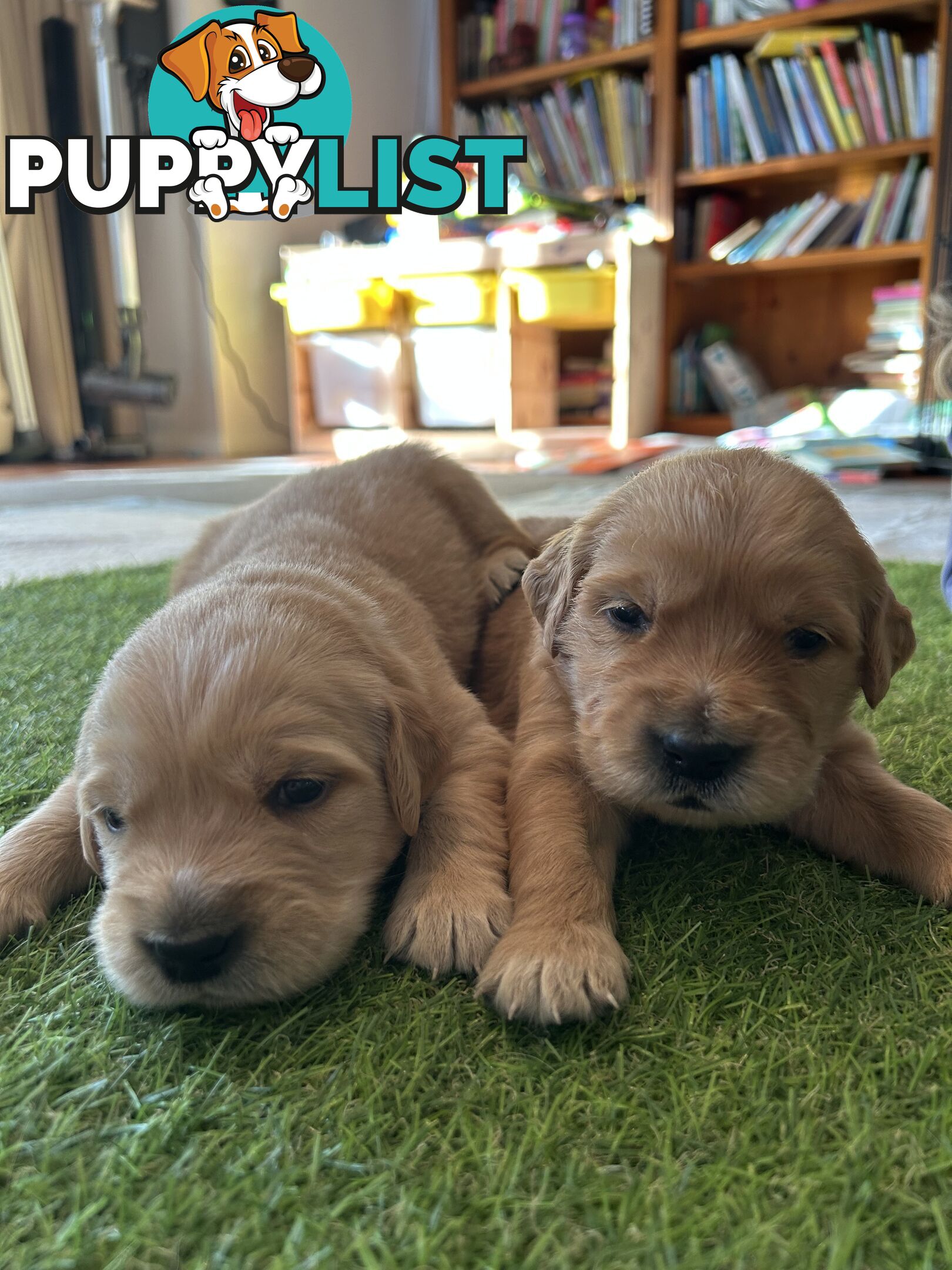 Golden Retriever Puppies