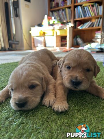 Golden Retriever Puppies