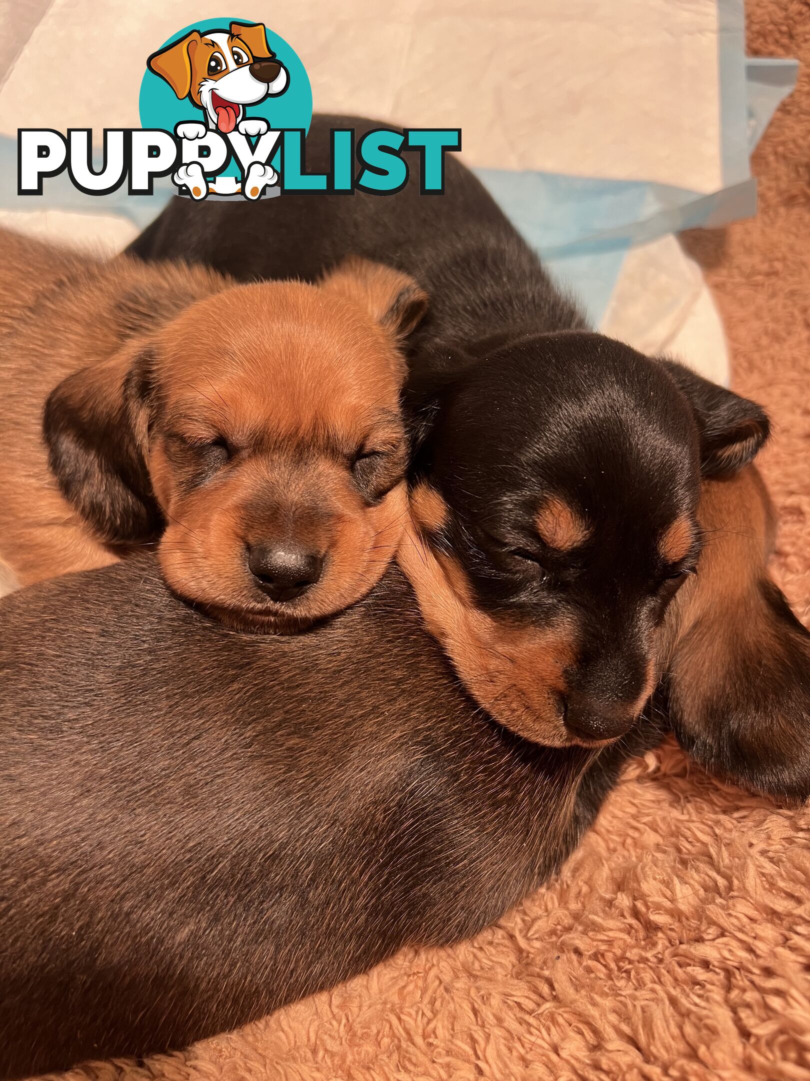 🐶 Miniature Dachshund Puppies – 3 Boys & 1 Girl – Ready 30 June! 🐾