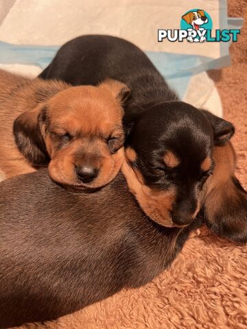 🐶 Miniature Dachshund Puppies – 3 Boys & 1 Girl – Ready 30 June! 🐾
