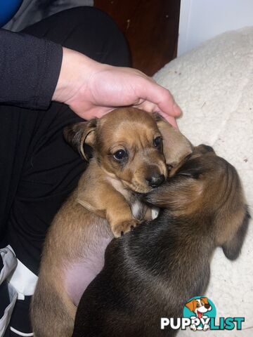 🐶 Miniature Dachshund Puppies – 3 Boys & 1 Girl – Ready 30 June! 🐾