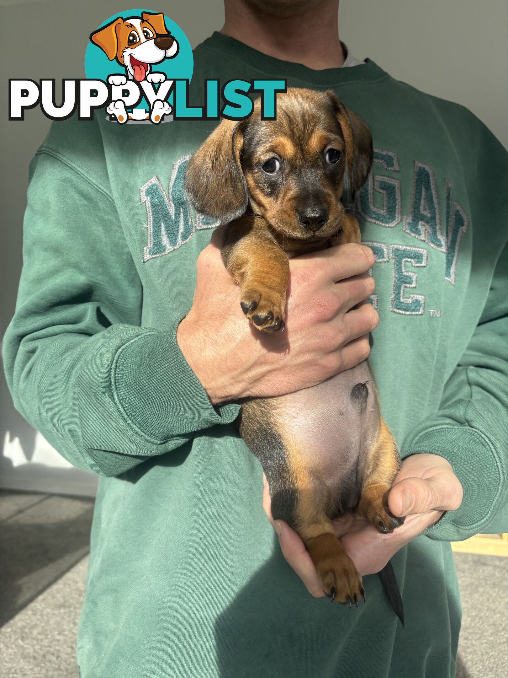 🐶 Miniature Dachshund Puppies – 3 Boys & 1 Girl – Ready 30 June! 🐾