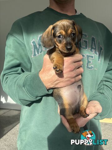 🐶 Miniature Dachshund Puppies – 3 Boys & 1 Girl – Ready 30 June! 🐾