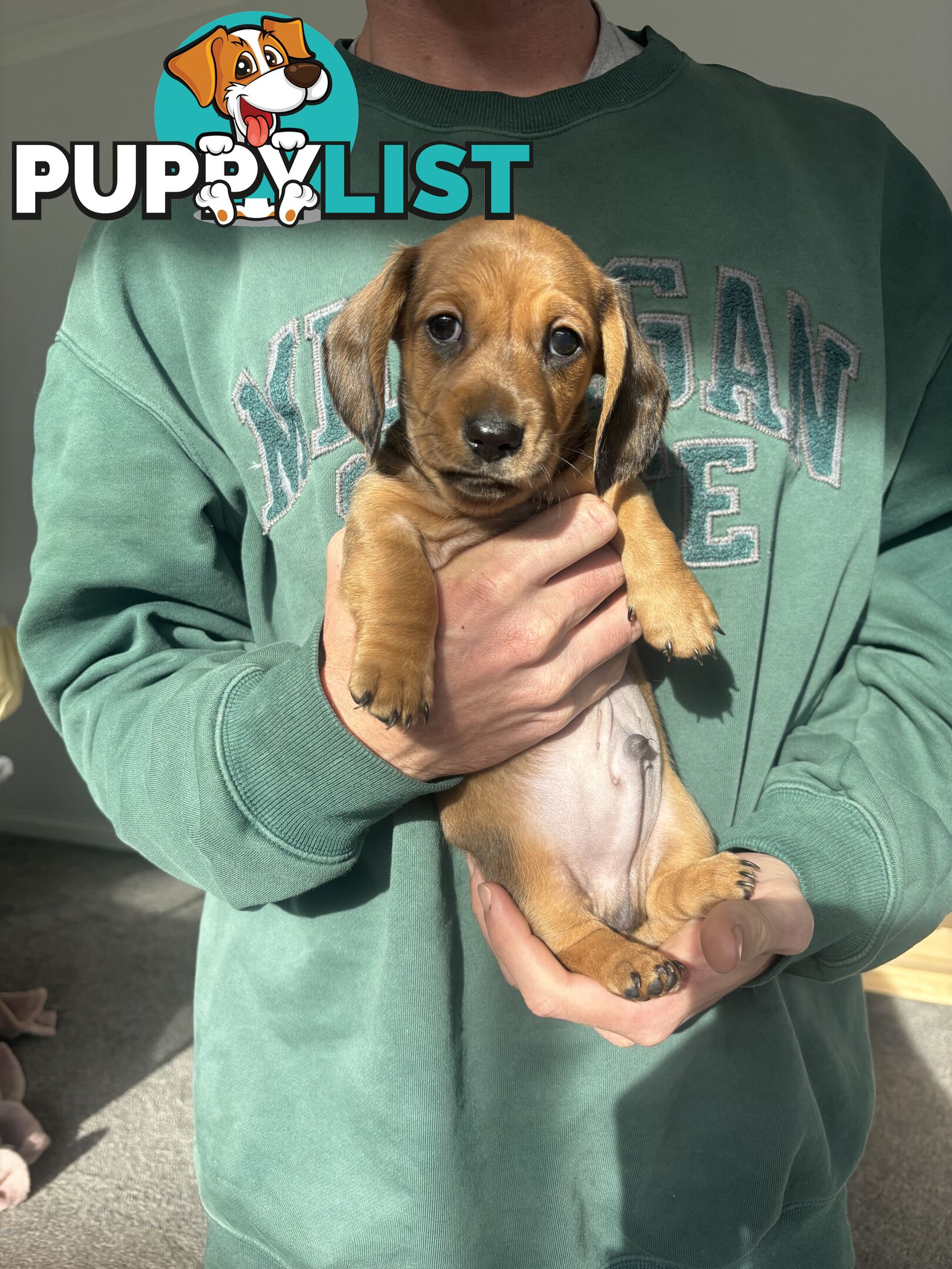 🐶 Miniature Dachshund Puppies – 3 Boys & 1 Girl – Ready 30 June! 🐾