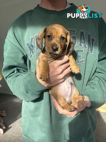 🐶 Miniature Dachshund Puppies – 3 Boys & 1 Girl – Ready 30 June! 🐾