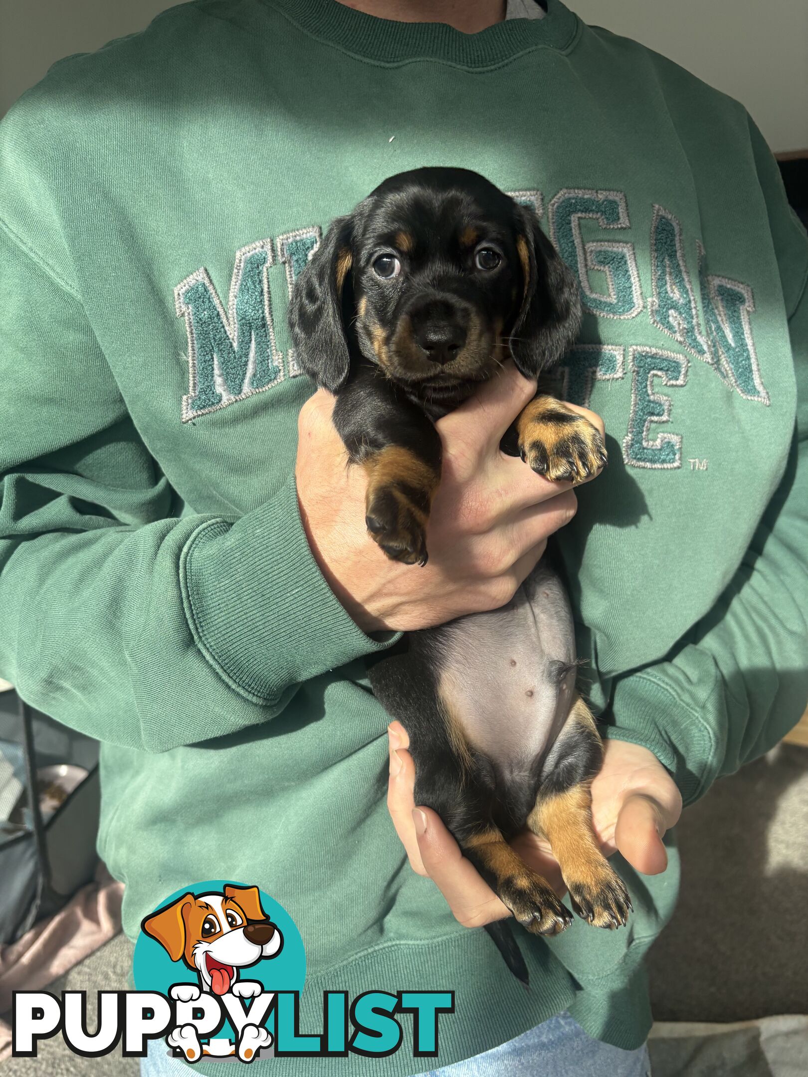 🐶 Miniature Dachshund Puppies – 3 Boys & 1 Girl – Ready 30 June! 🐾