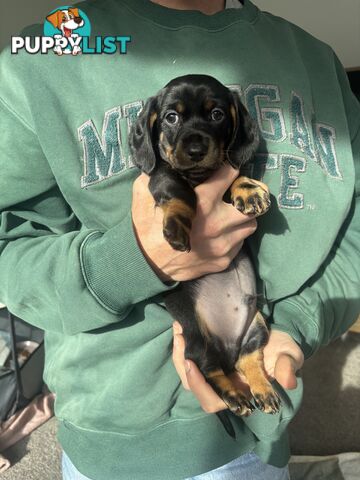 🐶 Miniature Dachshund Puppies – 3 Boys & 1 Girl – Ready 30 June! 🐾