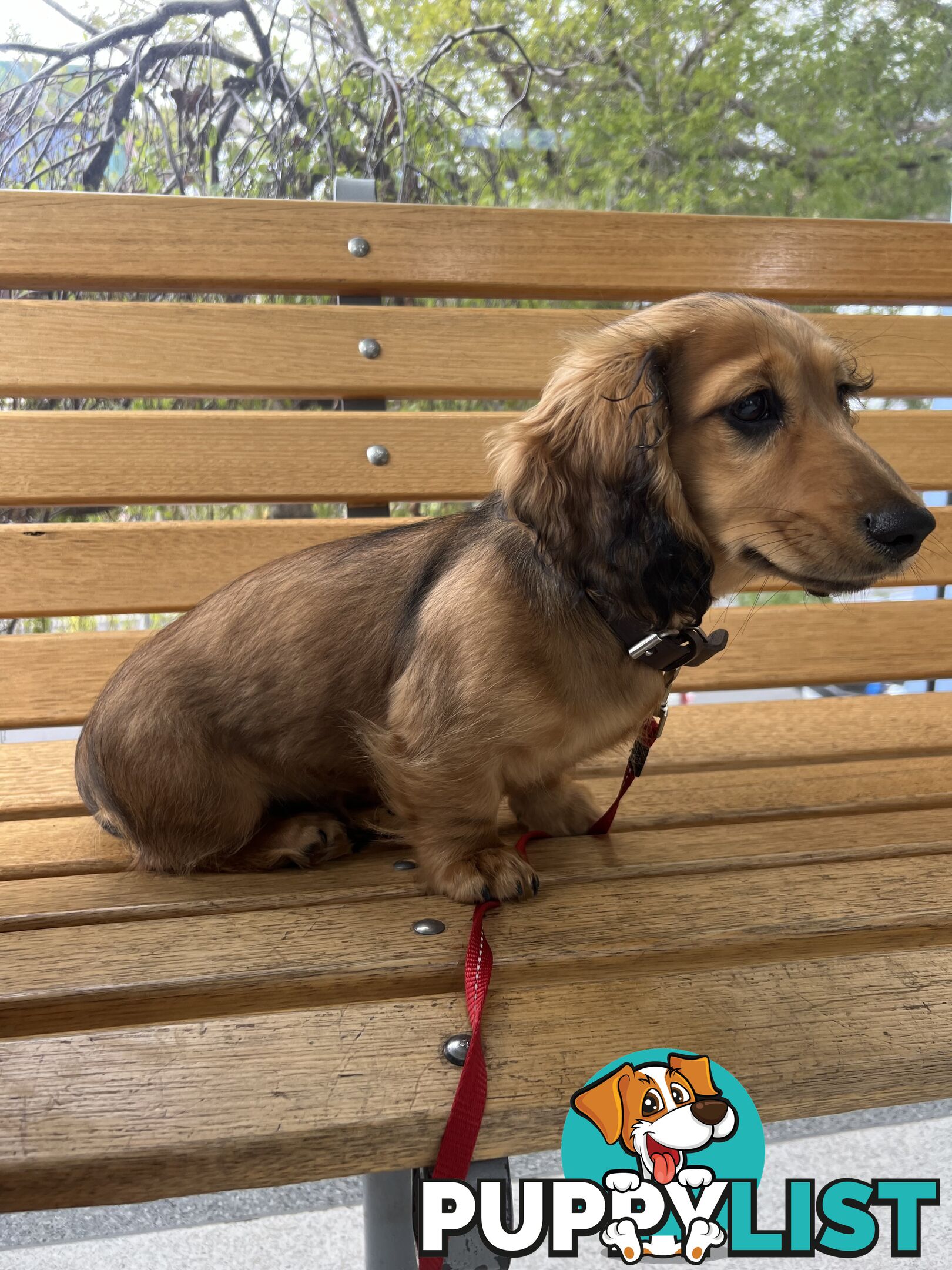 🐶 Miniature Dachshund Puppies – 3 Boys & 1 Girl – Ready 30 June! 🐾