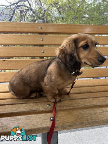 🐶 Miniature Dachshund Puppies – 3 Boys & 1 Girl – Ready 30 June! 🐾