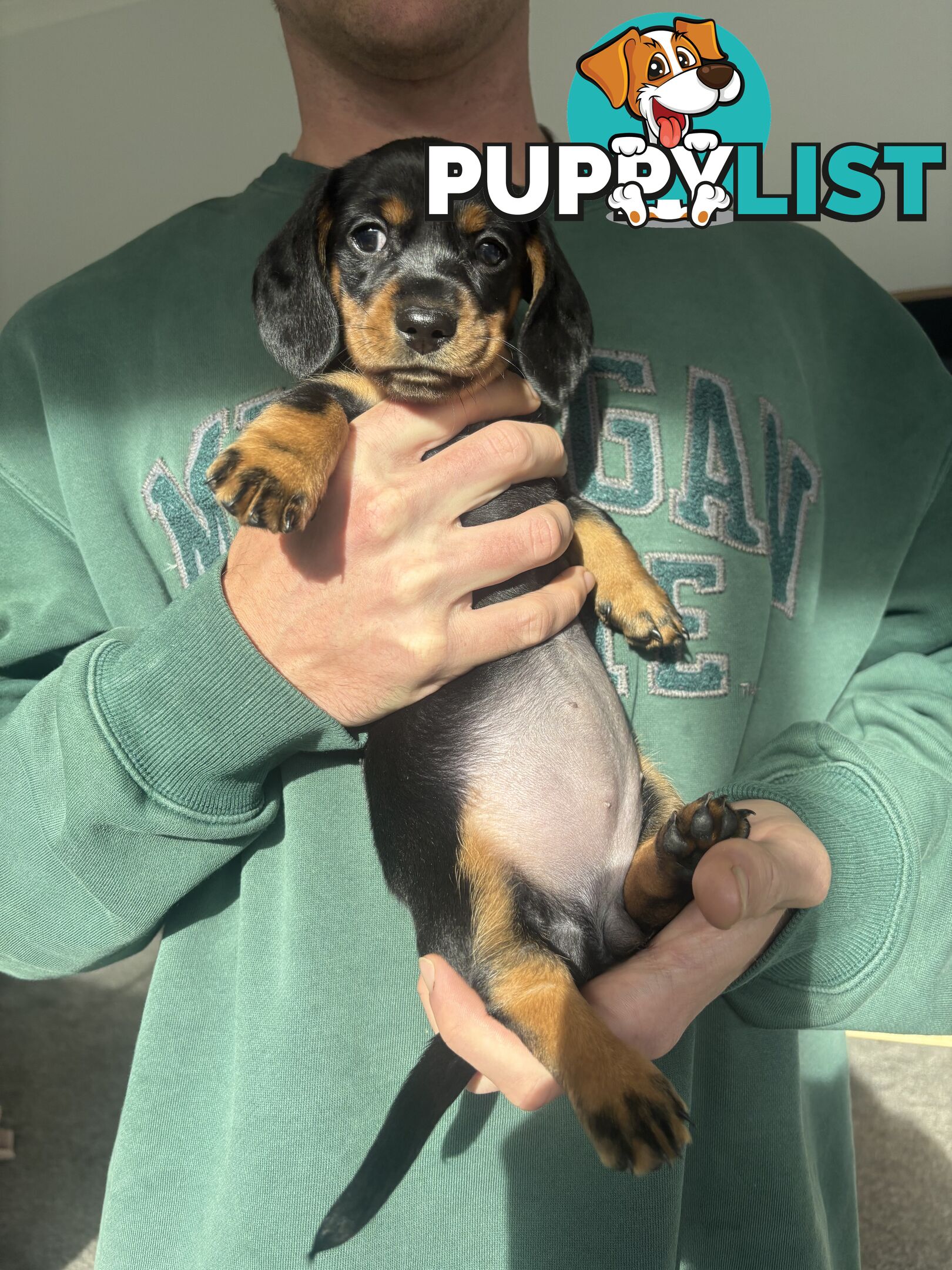 🐶 Miniature Dachshund Puppies – 3 Boys & 1 Girl – Ready 30 June! 🐾