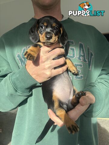🐶 Miniature Dachshund Puppies – 3 Boys & 1 Girl – Ready 30 June! 🐾