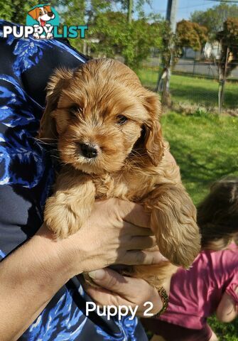 F2 Cavoodle - 4 x Males