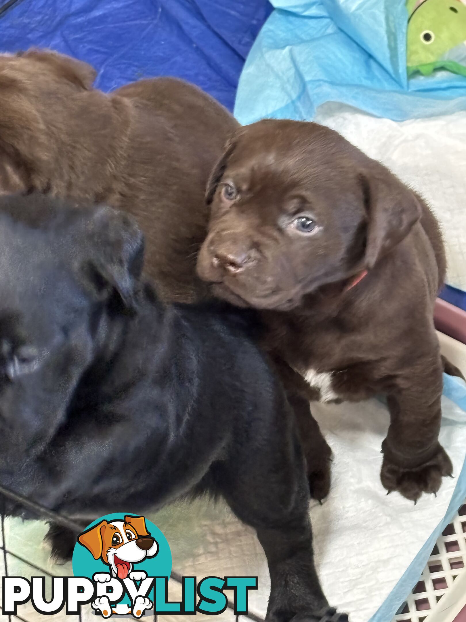 🐾 Labrador x Retriever Puppies – Family Raised &amp; Ready Now! 🐾