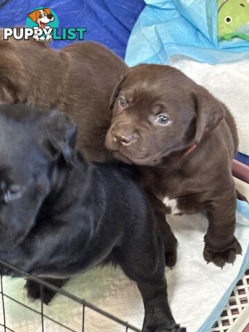 🐾 Labrador x Retriever Puppies – Family Raised &amp; Ready Now! 🐾