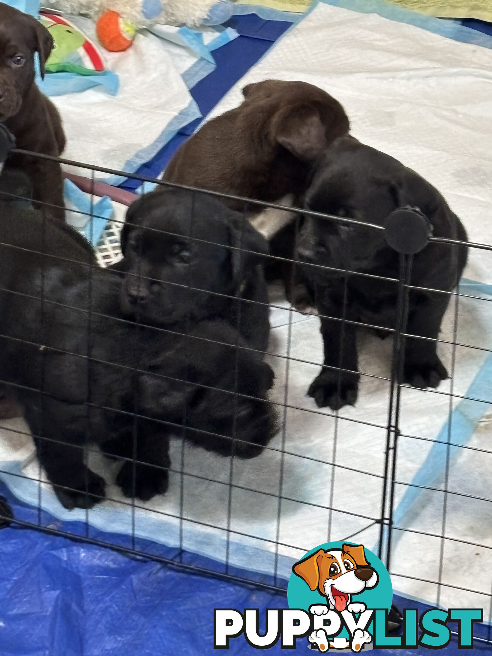 🐾 Labrador x Retriever Puppies – Family Raised &amp; Ready Now! 🐾
