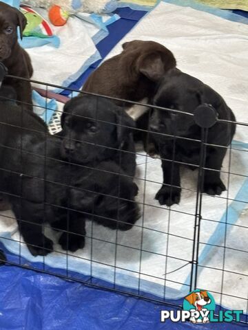 🐾 Labrador x Retriever Puppies – Family Raised &amp; Ready Now! 🐾