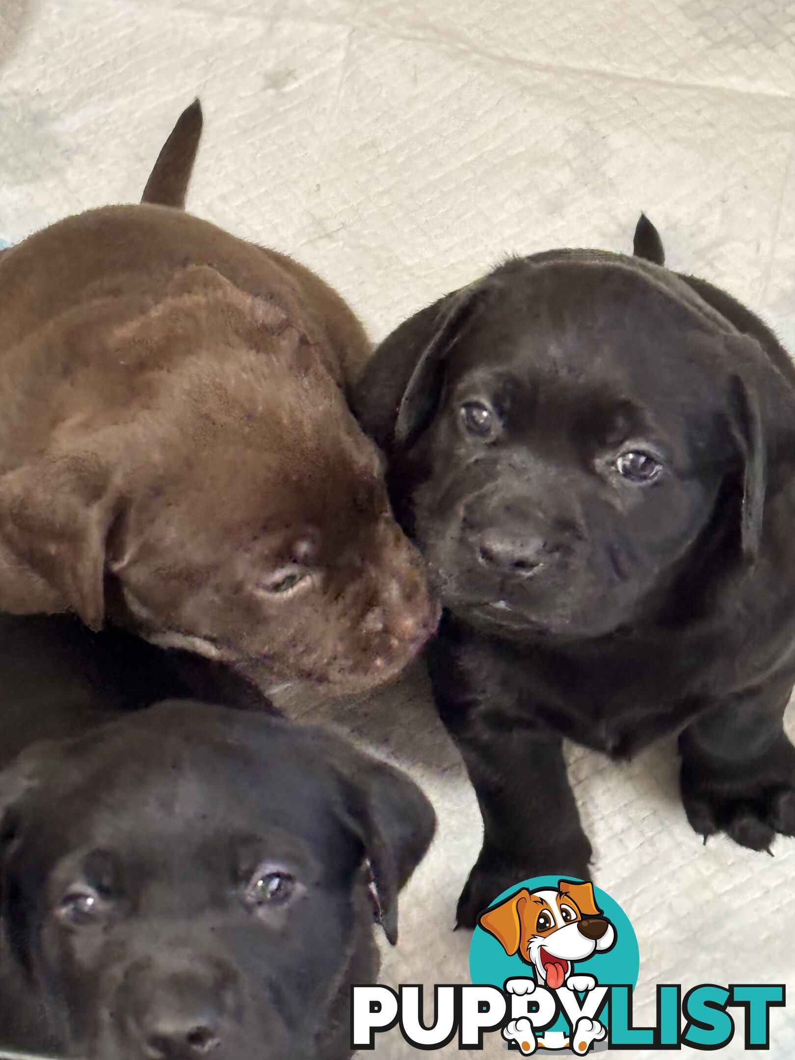 🐾 Labrador x Retriever Puppies – Family Raised &amp; Ready Now! 🐾