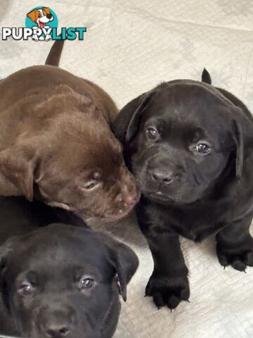🐾 Labrador x Retriever Puppies – Family Raised &amp; Ready Now! 🐾