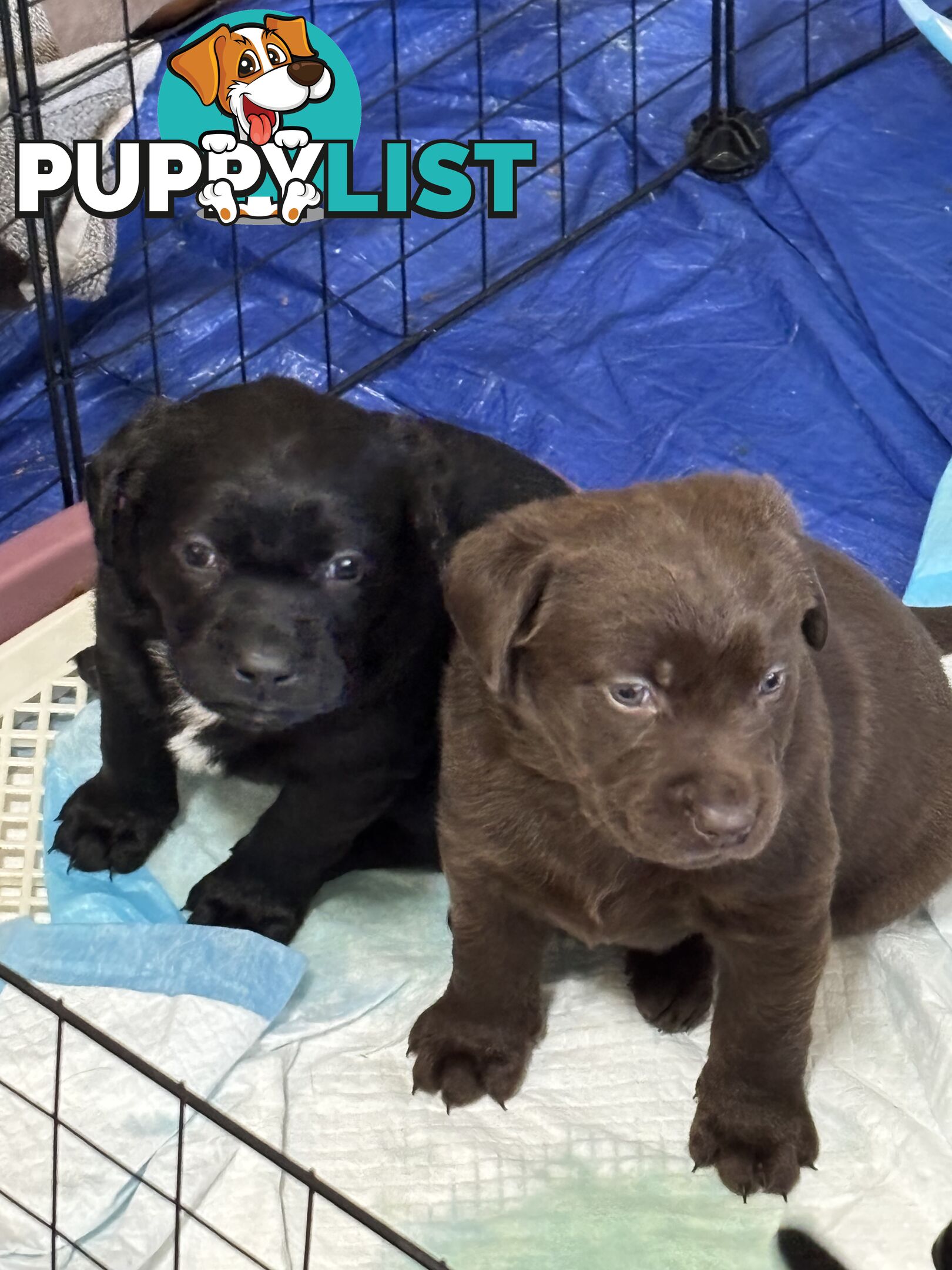 🐾 Labrador x Retriever Puppies – Family Raised &amp; Ready Now! 🐾
