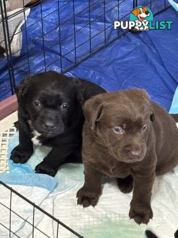🐾 Labrador x Retriever Puppies – Family Raised &amp; Ready Now! 🐾