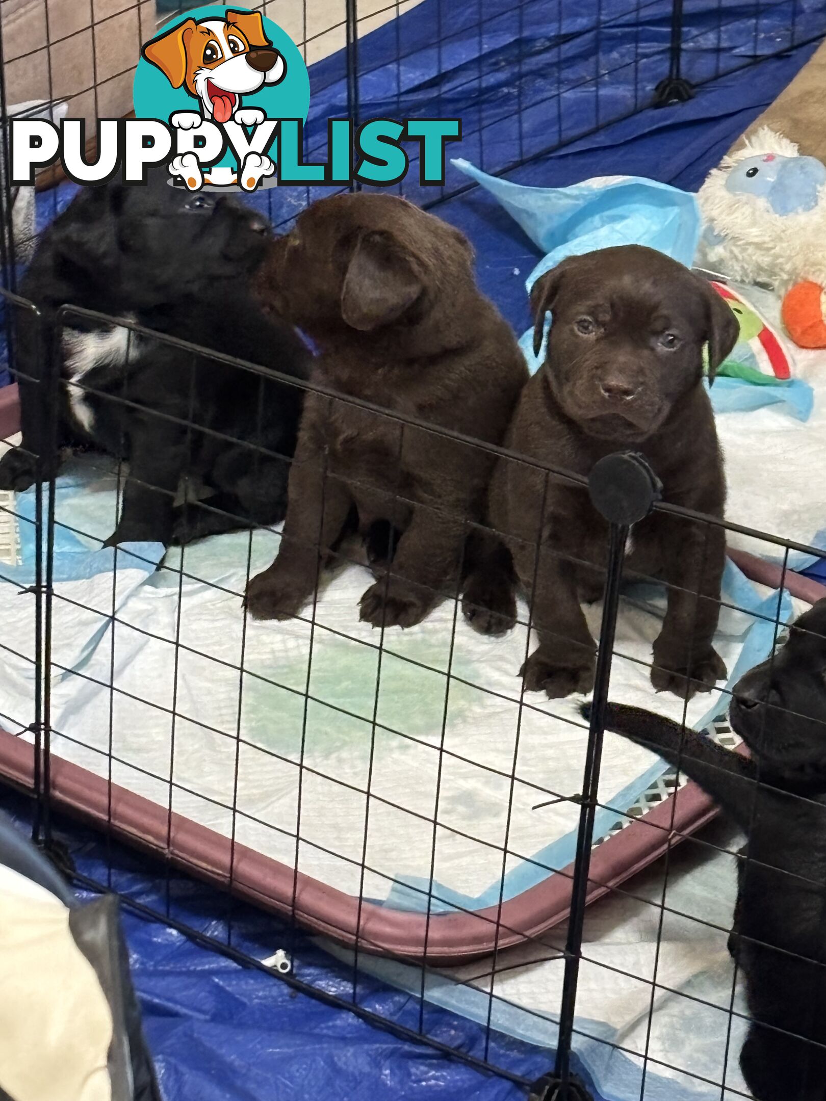 🐾 Labrador x Retriever Puppies – Family Raised &amp; Ready Now! 🐾