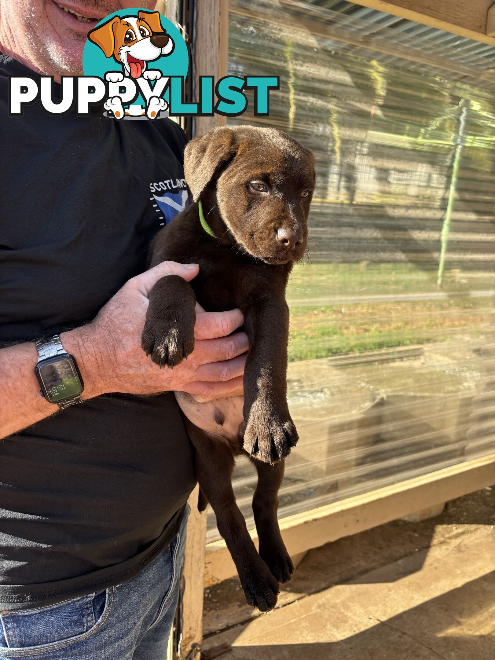 🐾 Labrador x Retriever Puppies – Family Raised &amp; Ready Now! 🐾