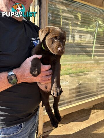 🐾 Labrador x Retriever Puppies – Family Raised &amp; Ready Now! 🐾