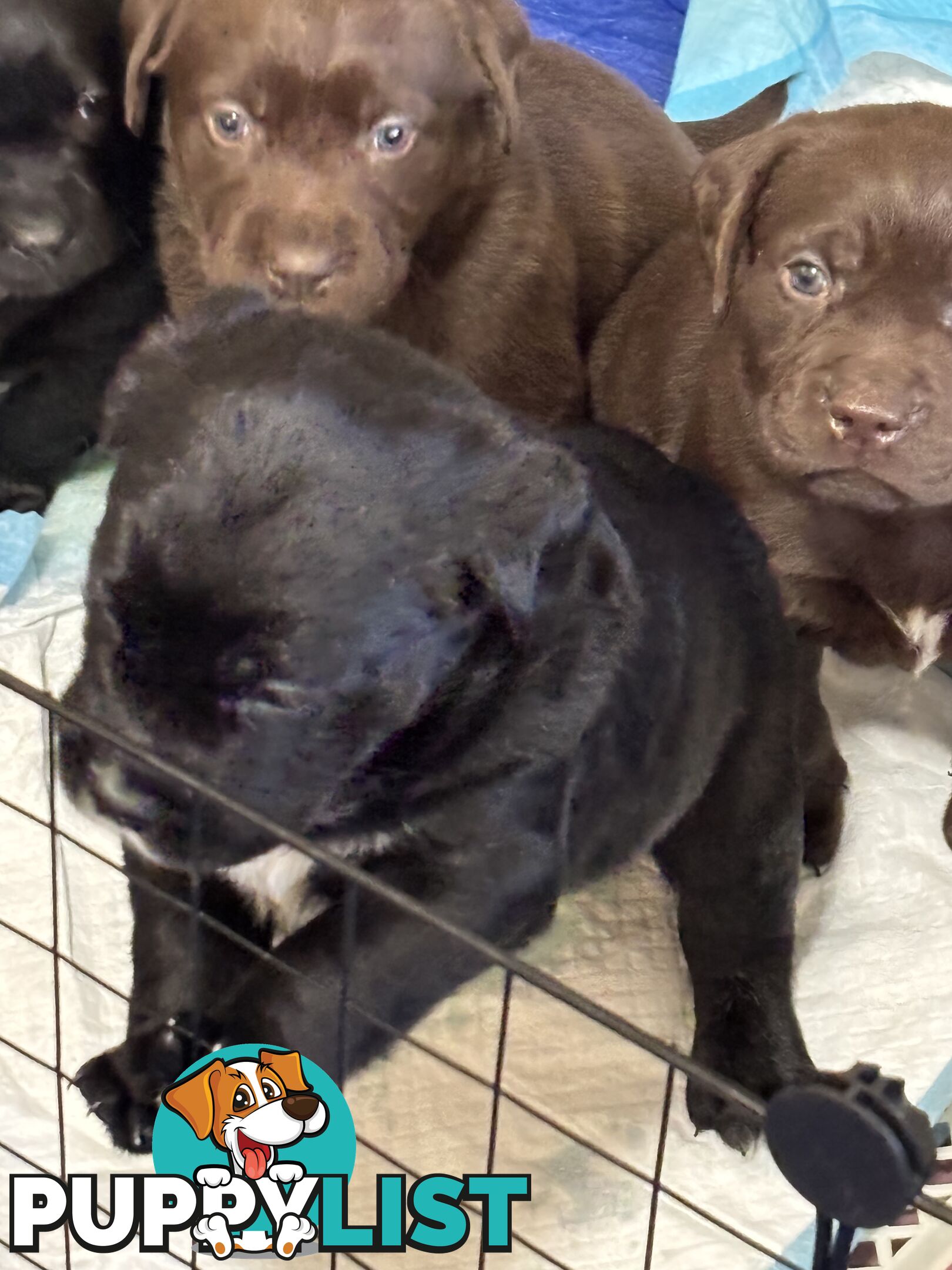 🐾 Labrador x Retriever Puppies – Family Raised &amp; Ready Now! 🐾